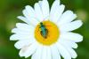 Oedemera nobilis